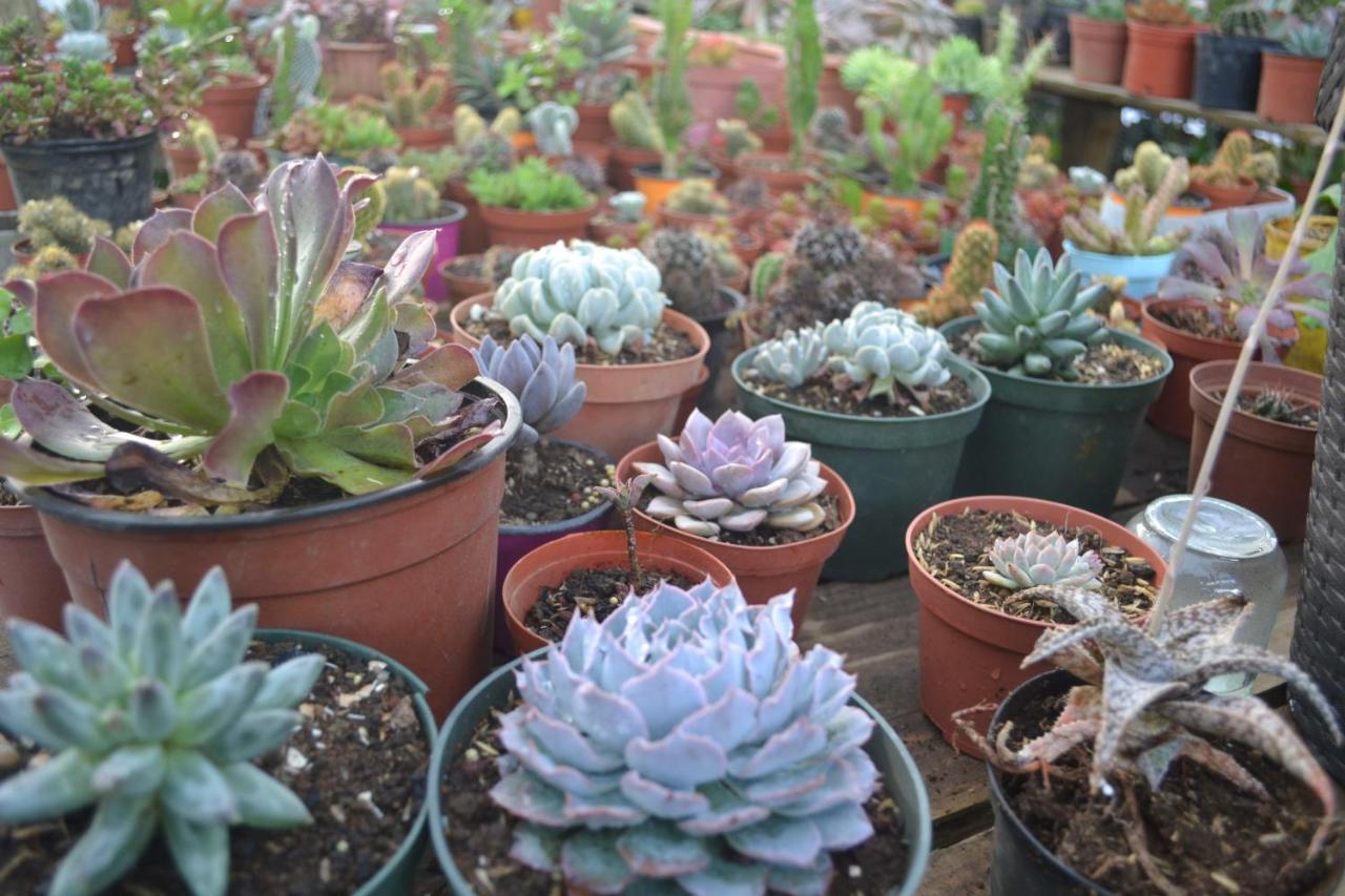 Eco Granja Don Lolo Βίλα Quesada  Εξωτερικό φωτογραφία