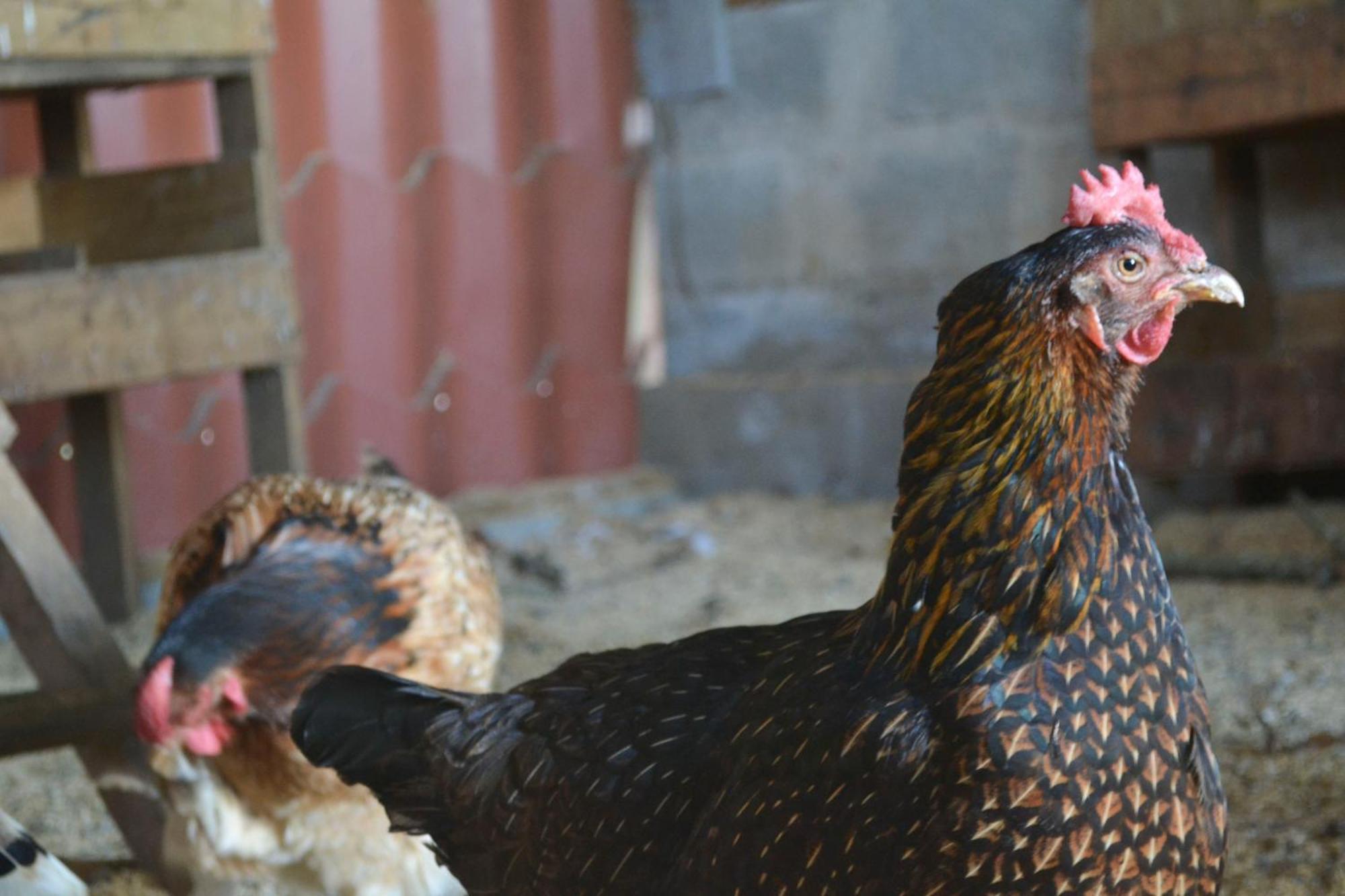 Eco Granja Don Lolo Βίλα Quesada  Εξωτερικό φωτογραφία
